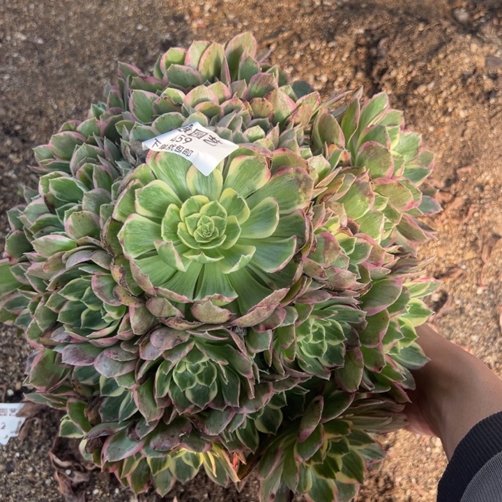 水蜜桃大手捧多肉植物459