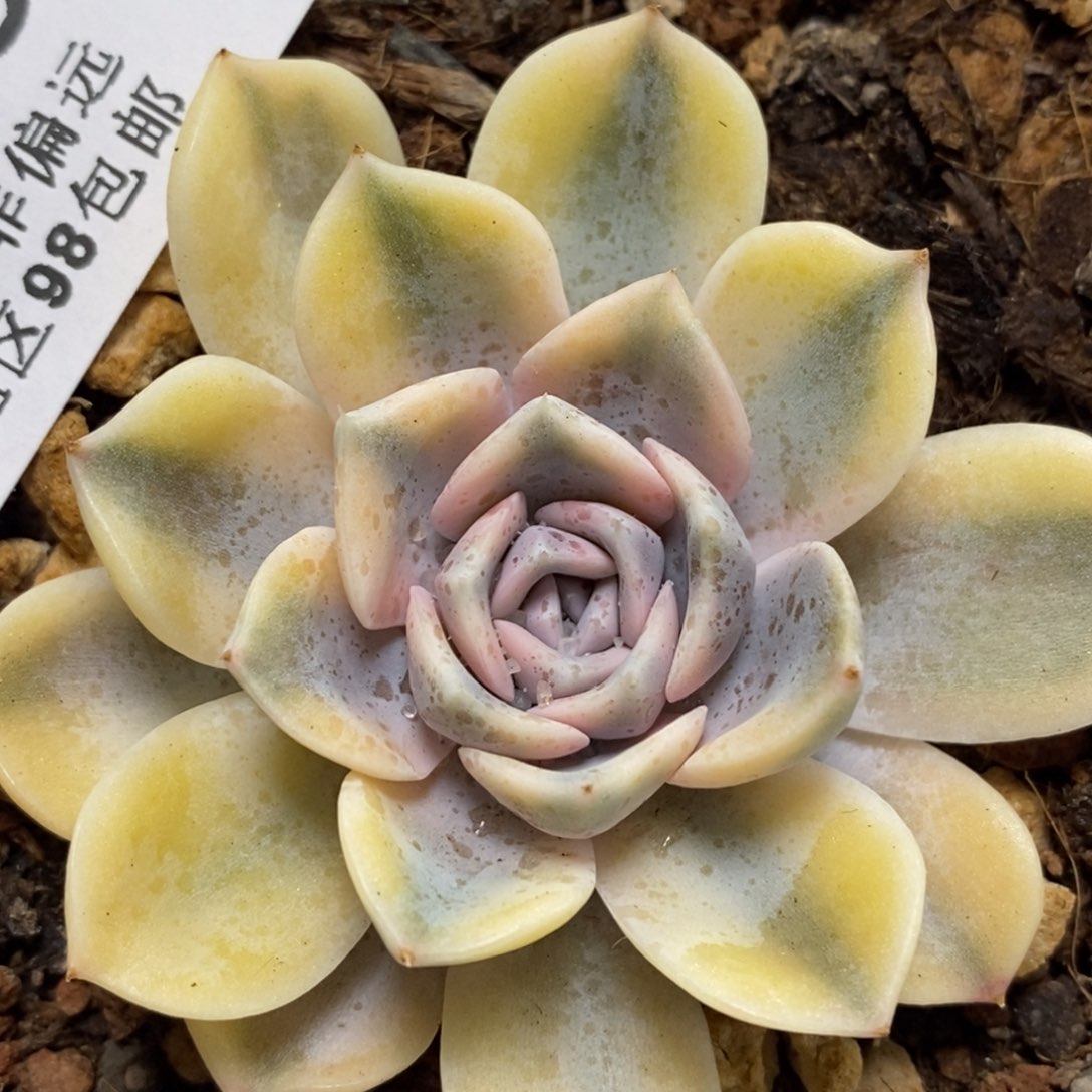 1089汉堡锦 小方花圃一物一拍