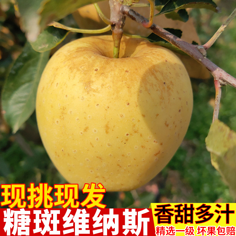 钟家沟【小果12颗装】正宗山东威海维纳斯黄金苹果冬恋香脆甜多汁