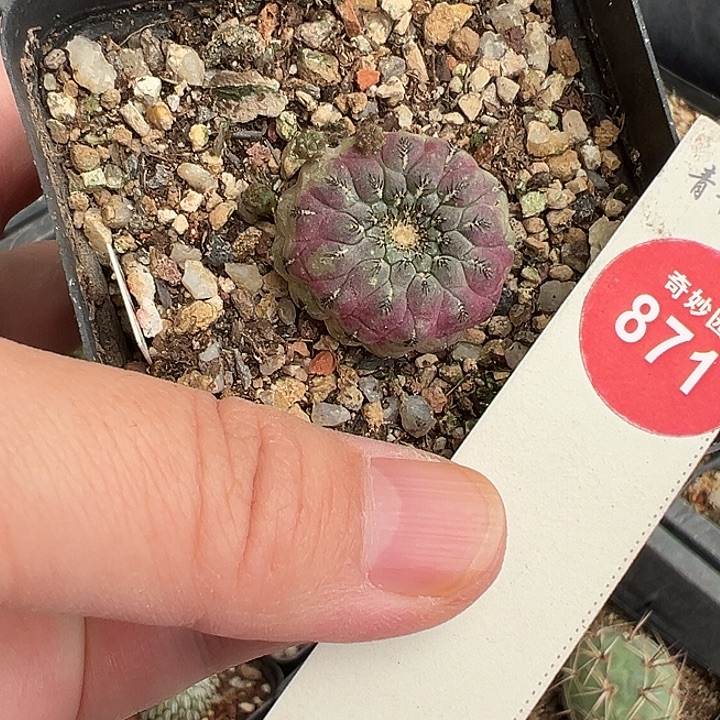 自根紫丽丸一棵仙人球