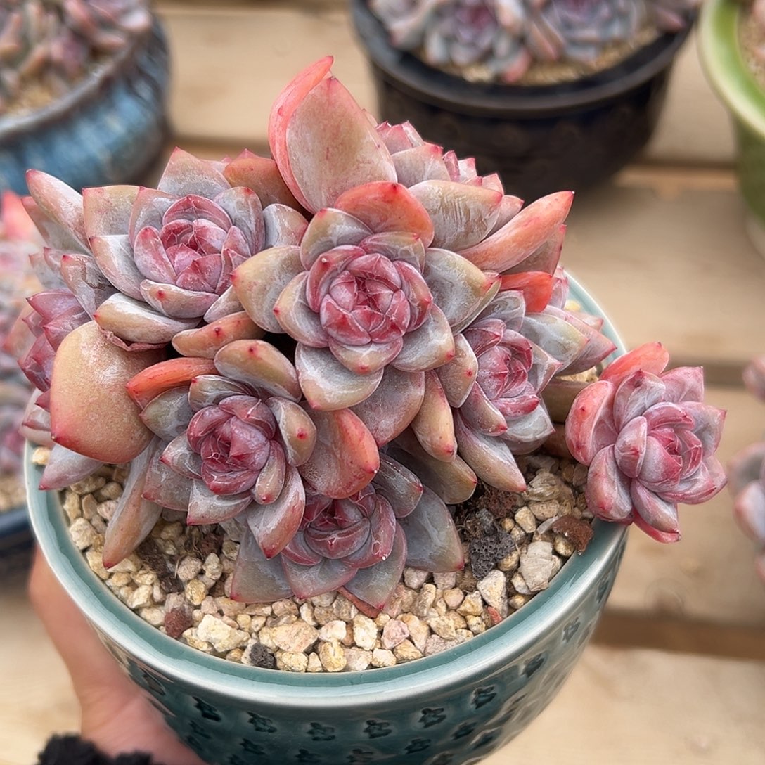 11头钻石糖心哈哈哈