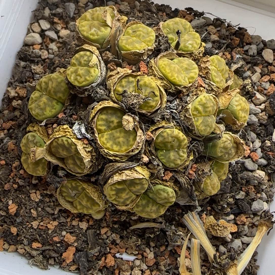 459 生石花大棚直播