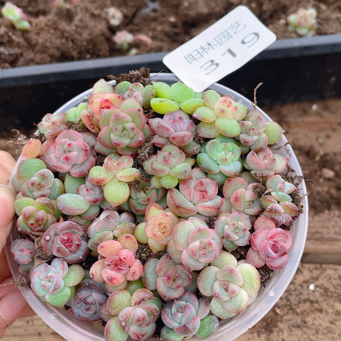 多肉植物多肉植物319