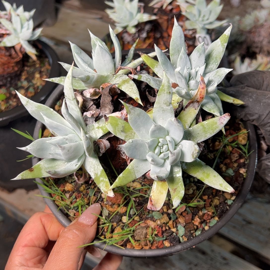 9101哈哈哈哈哈哈哈哈