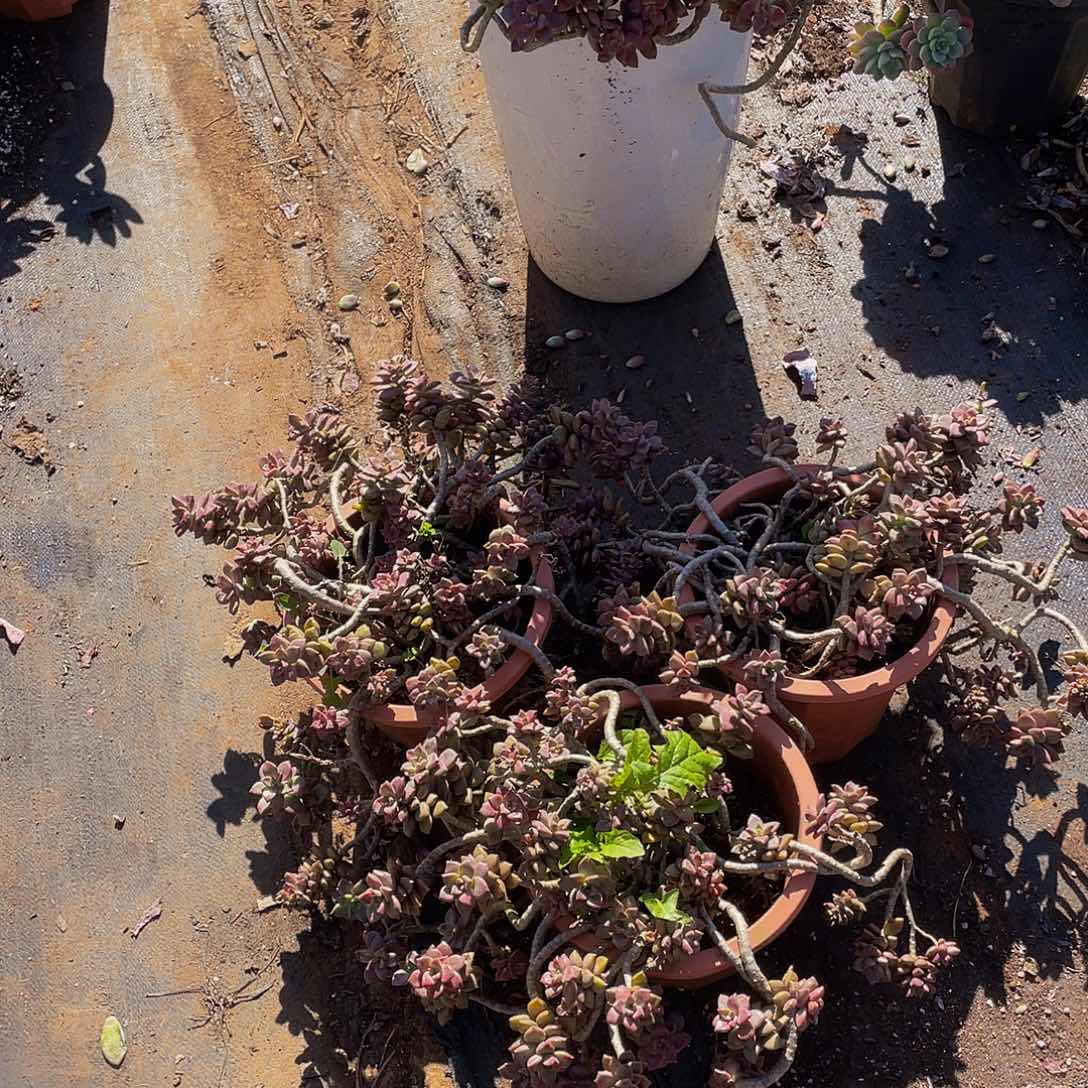 姬胧月3颗组合29.8多肉群生，不包整