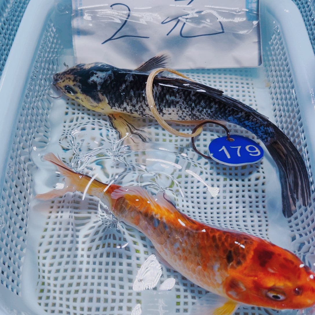锦鲤锦鲤观赏鱼冷水179