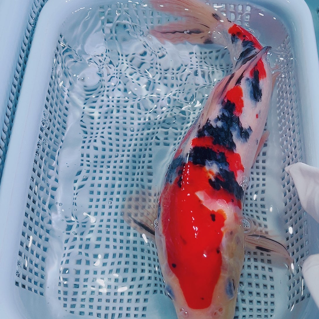 锦鲤锦鲤冷水观赏鱼117