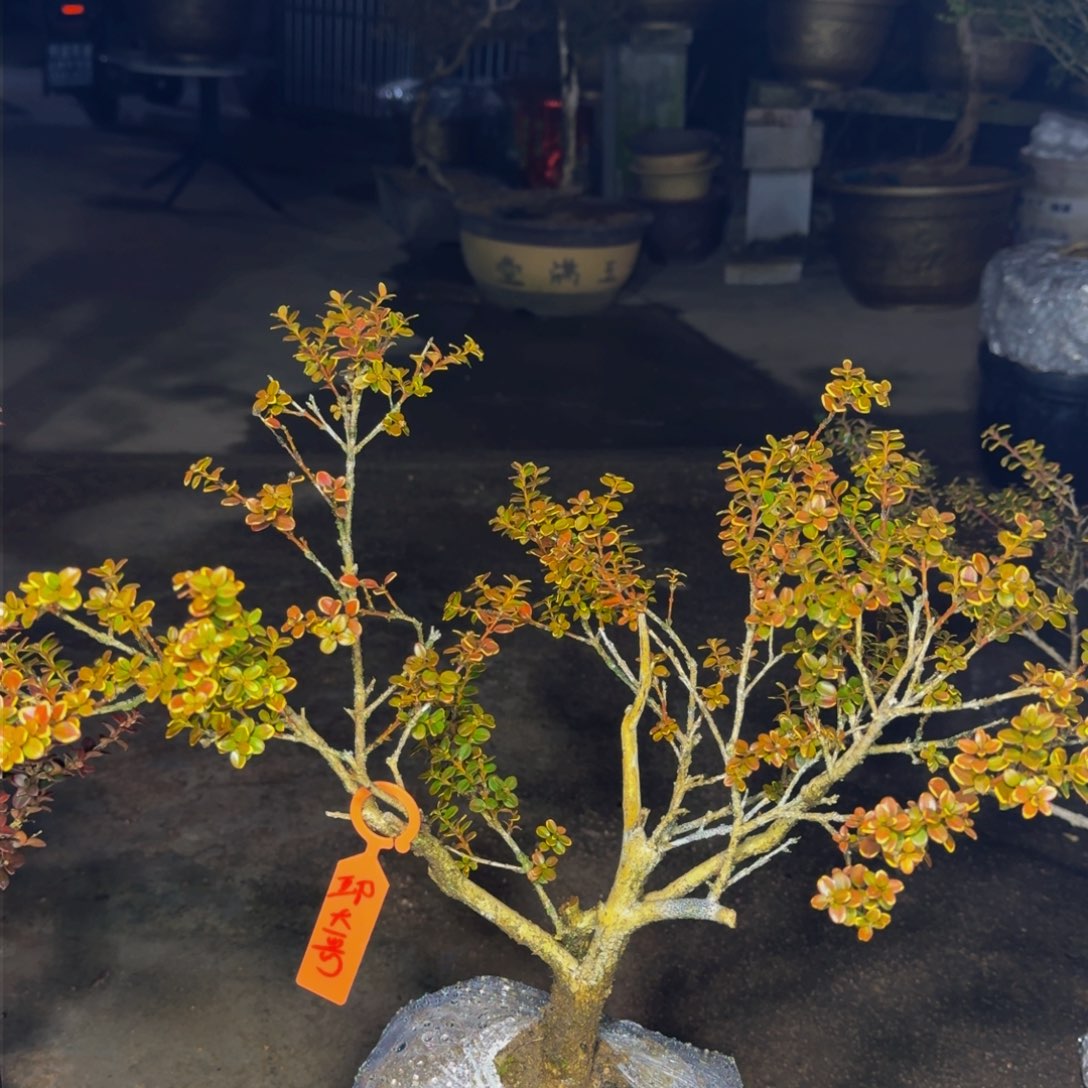 完全开放邱*哥安徽珍珠黄杨