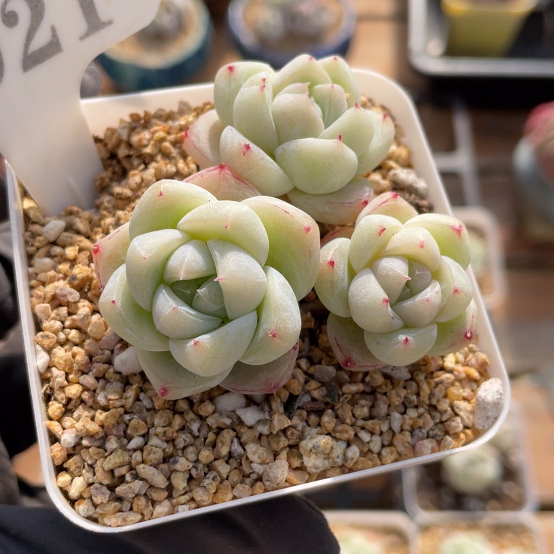 0021 白泽3头 6厘米