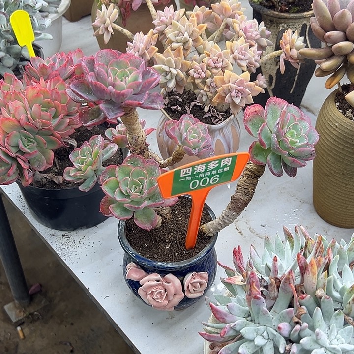 夏***荷泪五根多肉植物提取006