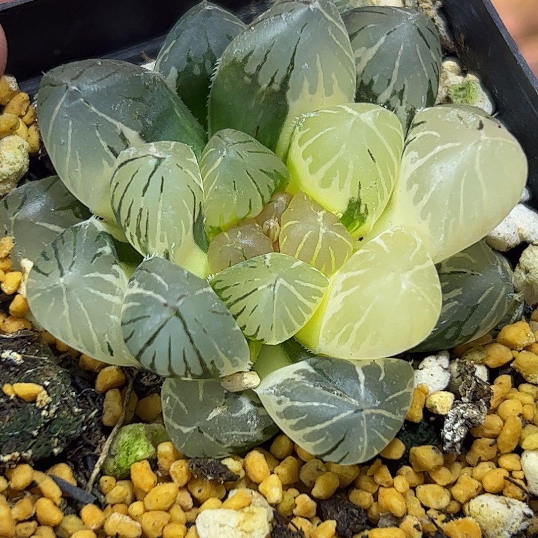 龙爪锦十二卷多肉植物满