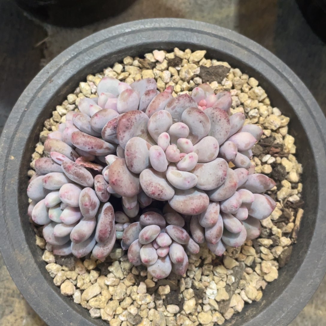 漫漫雪冠幅10.5 公分一物一拍