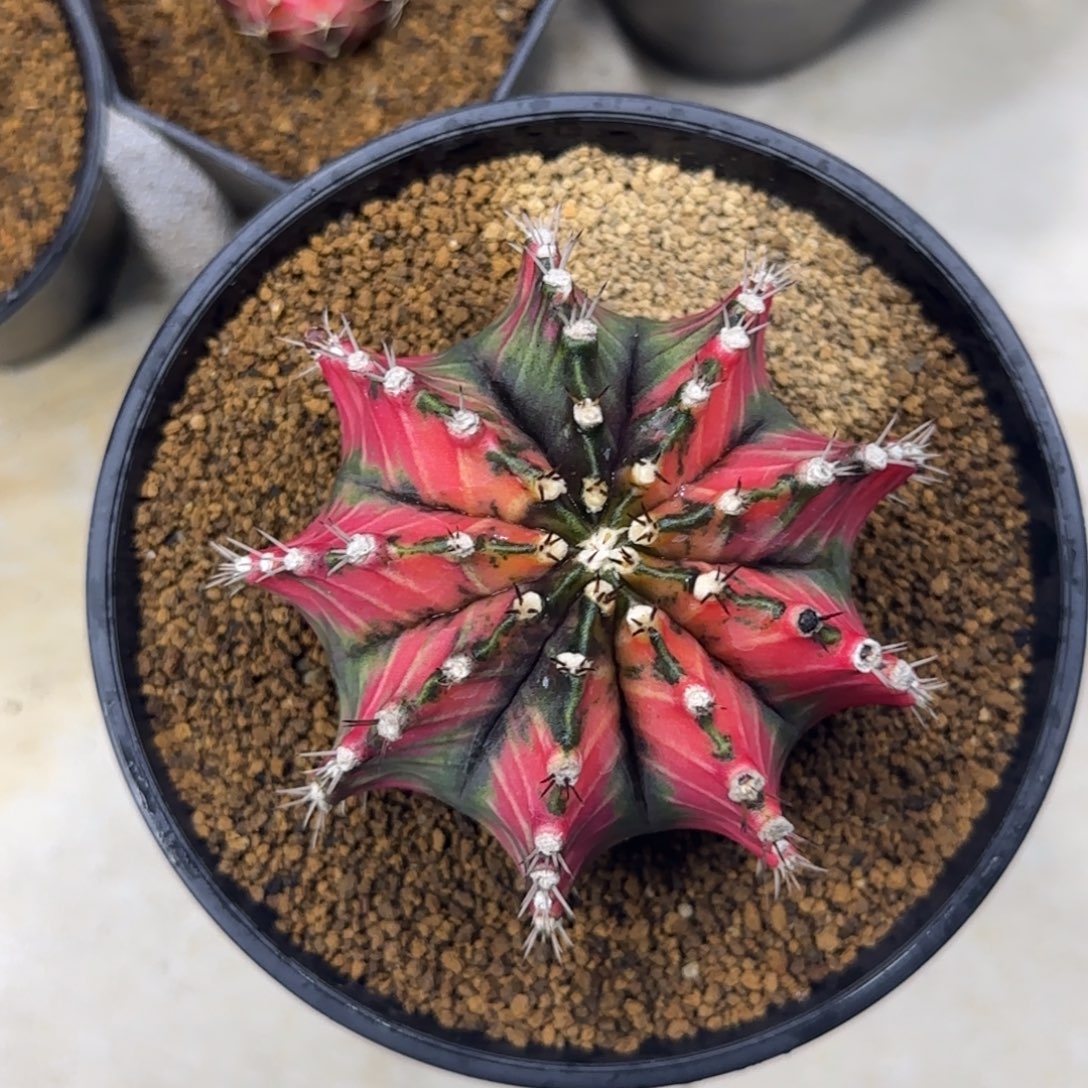 泰系实生米哈锦带盆土发货