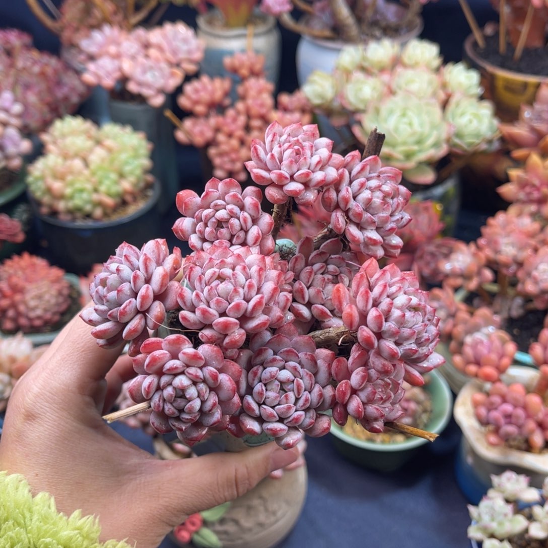 鸦小红蛋 十一公分 