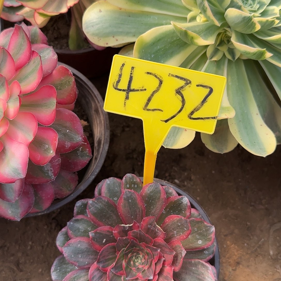 4232+--纳福多肉植物