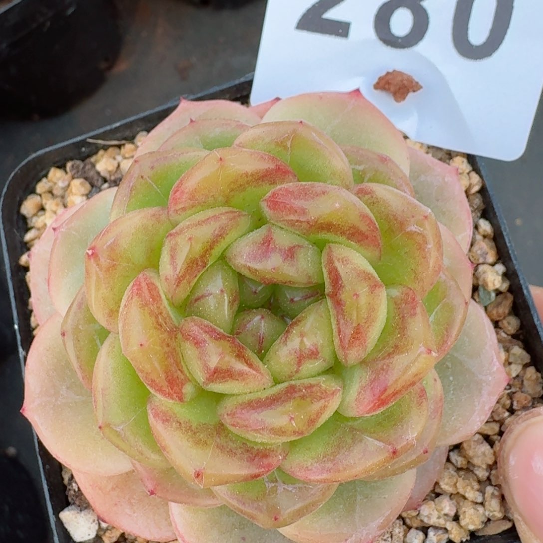 甜心母本         多肉植物