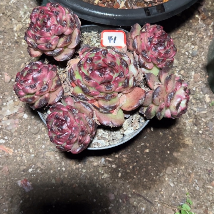 奥***蓬精品多肉植物老桩