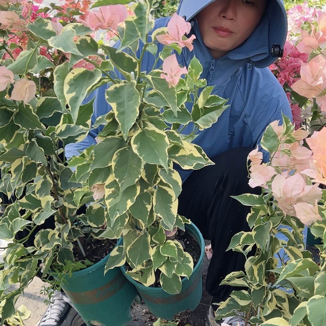 大部分开放少量花苞马斯一棵