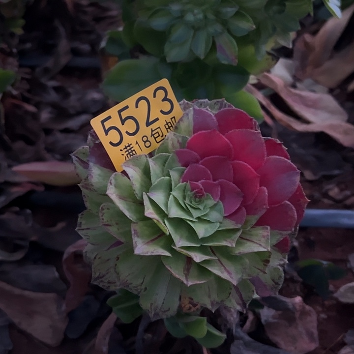 523 知否无根多肉法师锦