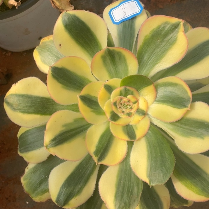 5王菲君美丽法师锦锦