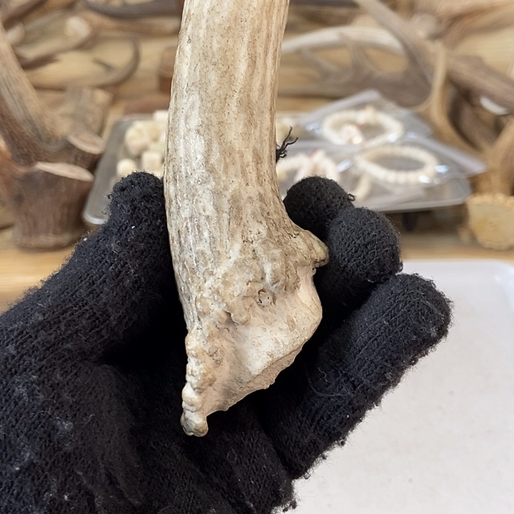 用***8大叶紫檀（黑酸枝木类）