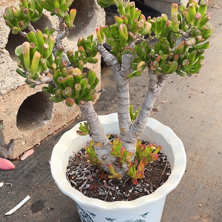 多肉植物，吸财树