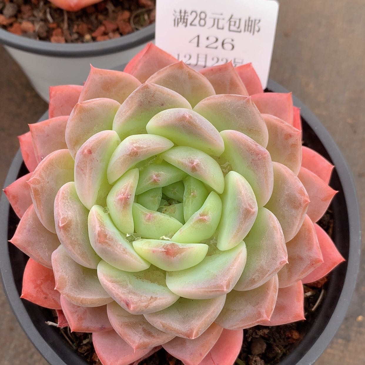 【闪购商品】云426号