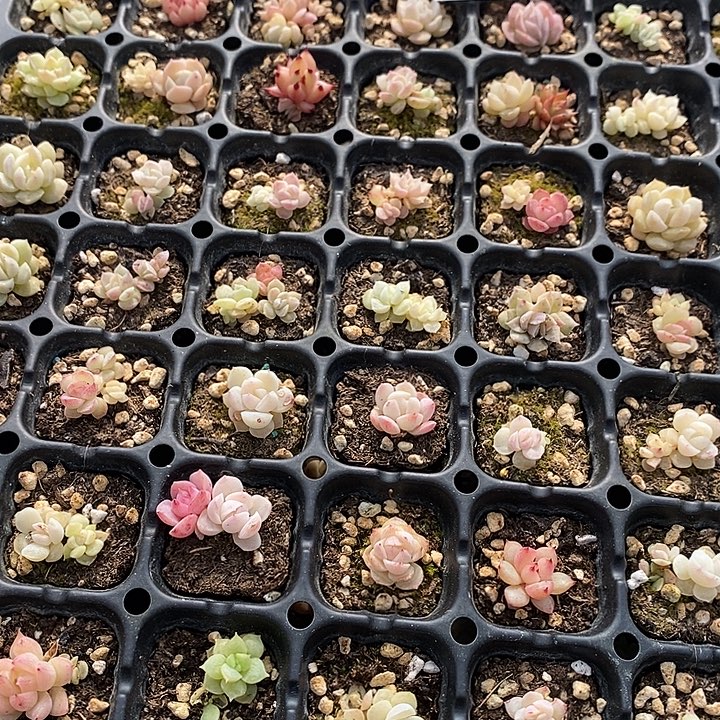 112 多肉植物盆栽花卉