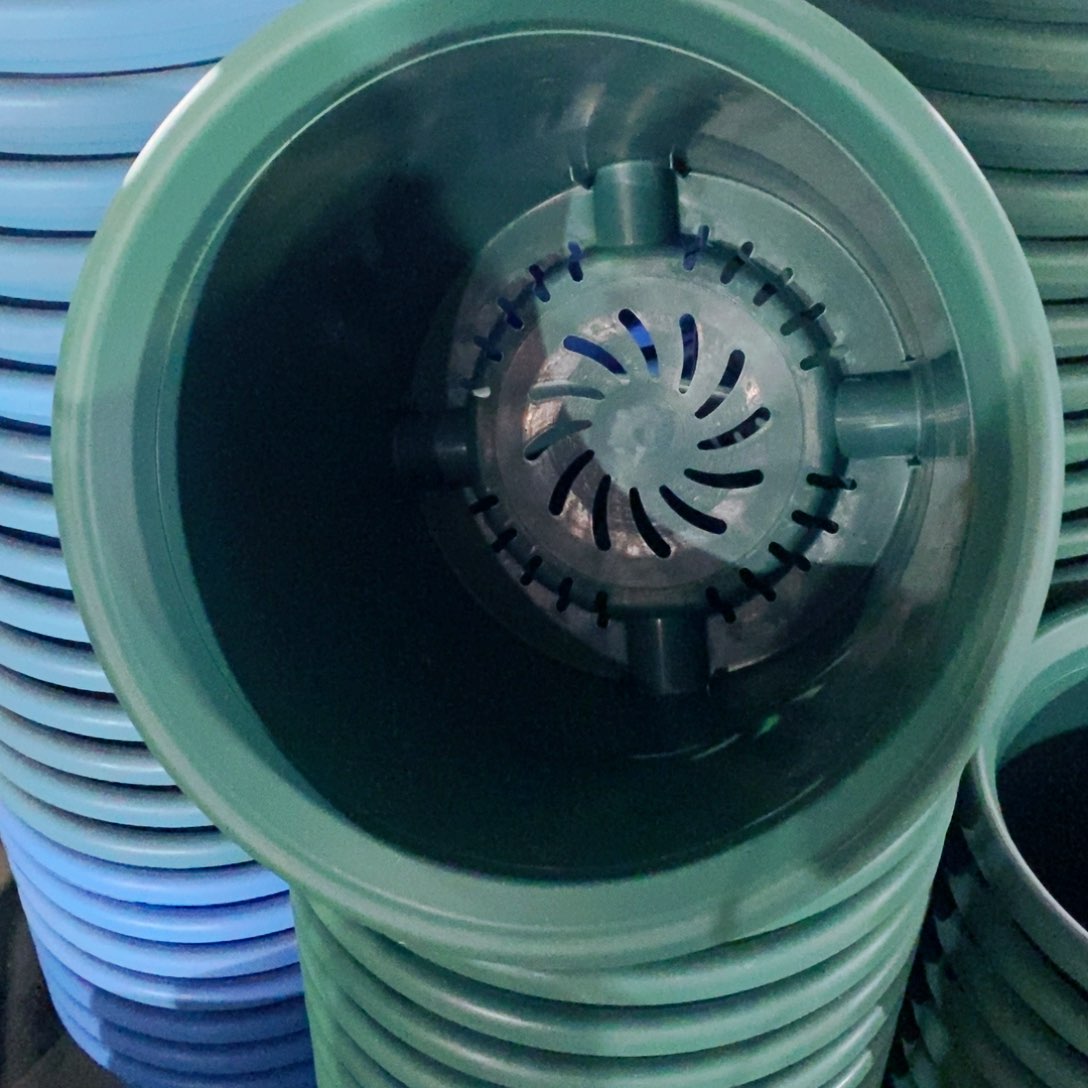 特价6号7个无拖祖母绿