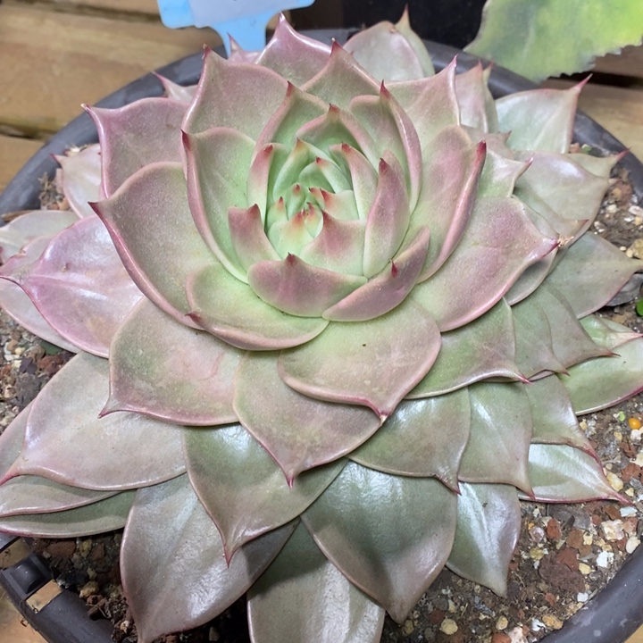 D002- 直播福利 星星