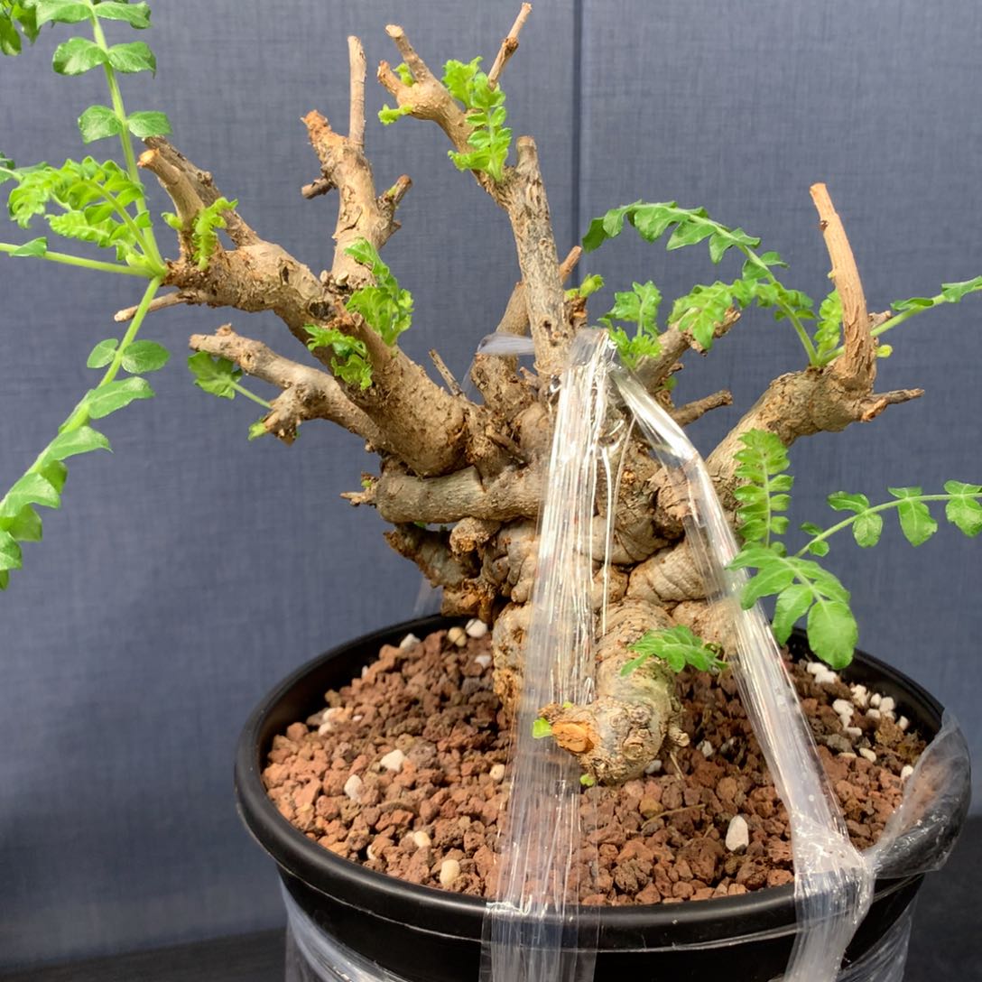 尼勒达乳香产地熟桩