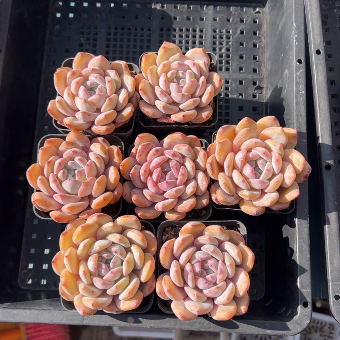 7个星影橙梦露00000000 0 