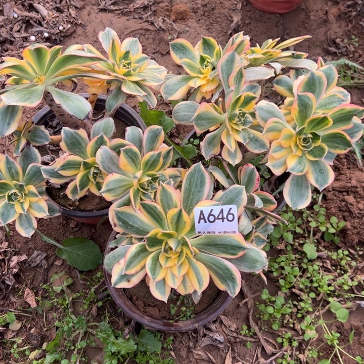 灿烂3颗多肉植物646.