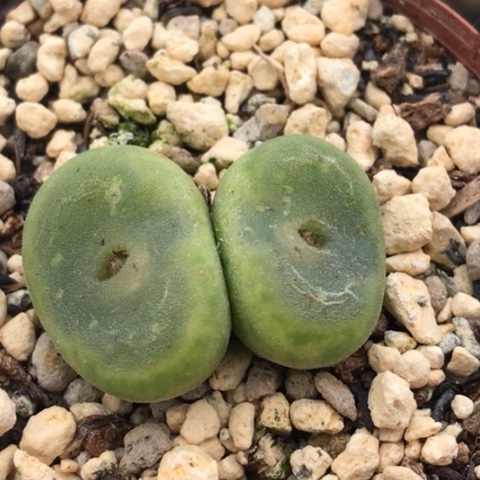 多肉肉锥 双头水晶鞋