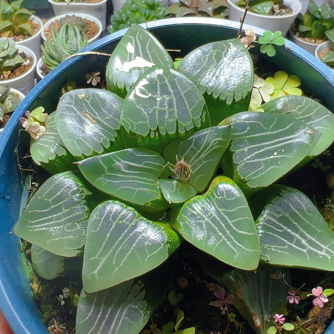 加仑盆月影母本玉露多肉一颗