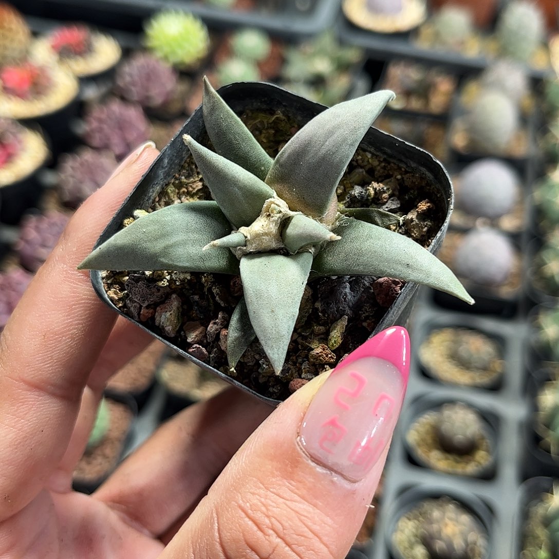 岩牡丹单头发货单头发