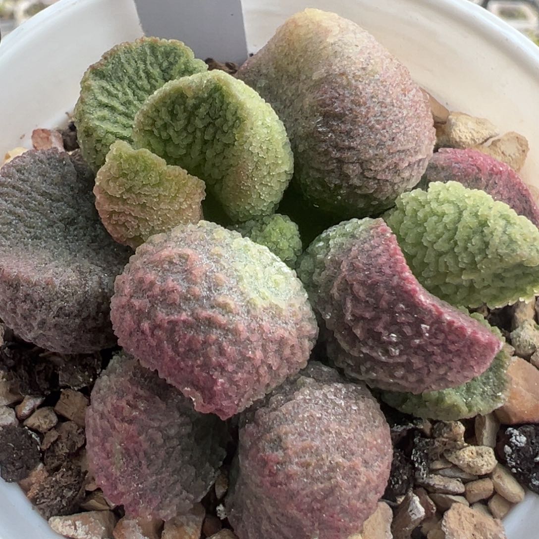 72实生老桩多头多肉植物