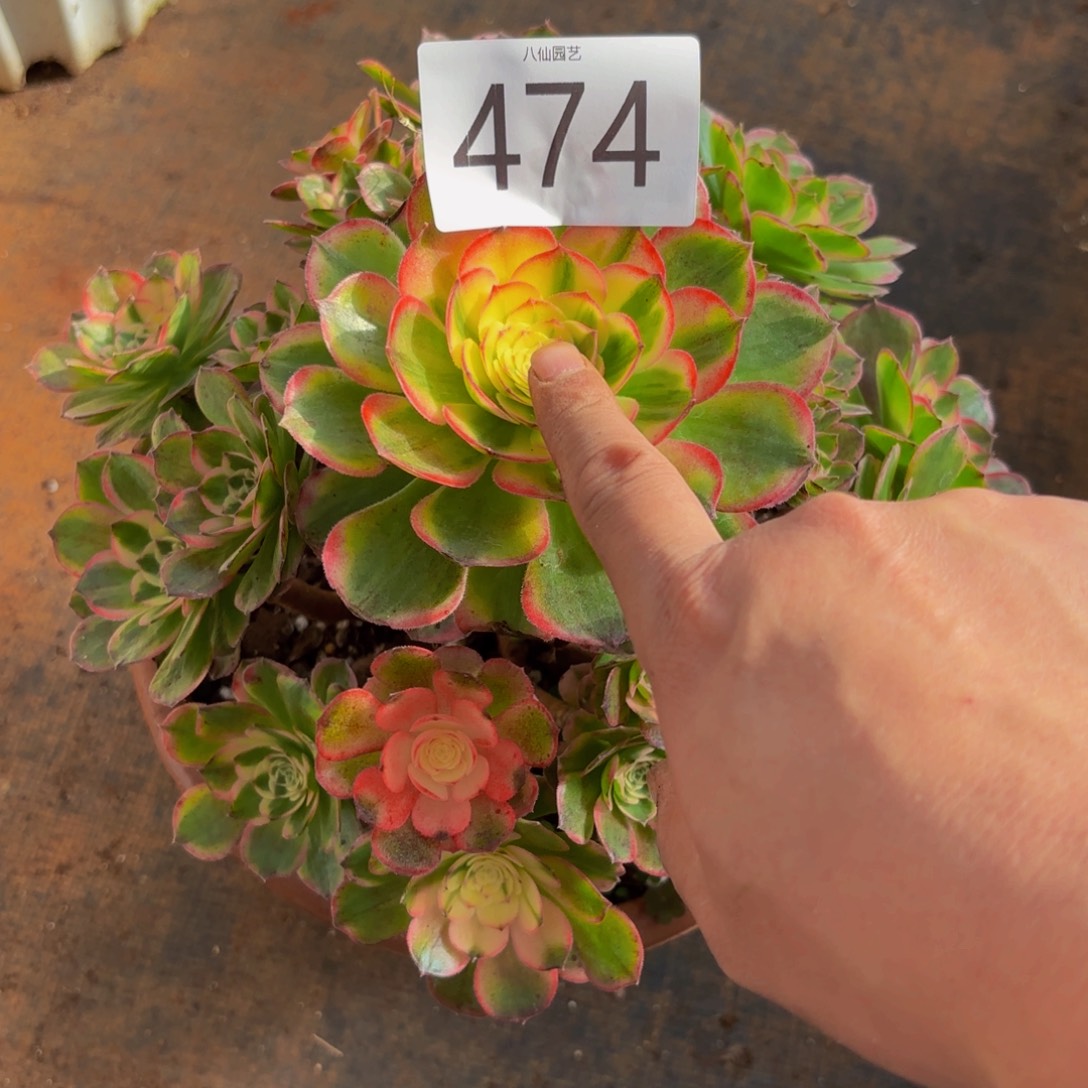 474多肉植物海鲜特价
