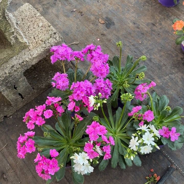 少量花朵（建议范围：2朵-5朵 或40%以下）