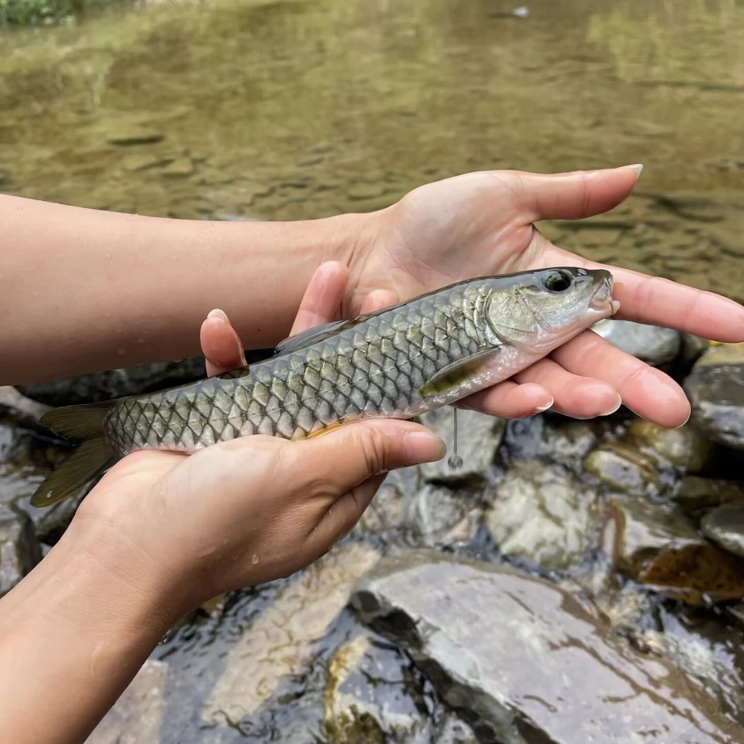 (活体发货)贵州溪流军鱼