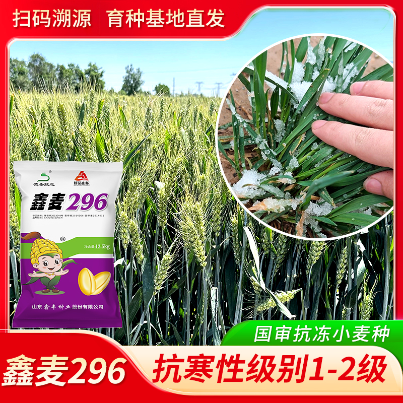 国审正品德圣致远鑫麦296小麦高产种子批发抗寒抗倒大穗免费包衣