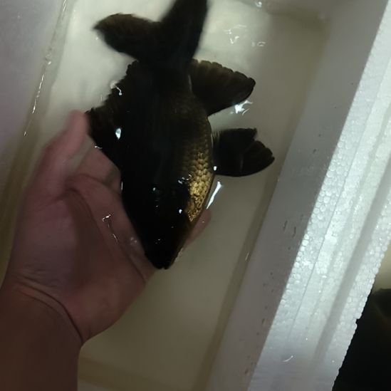 蝴蝶鲤鱼墨蝶大鳍大尾