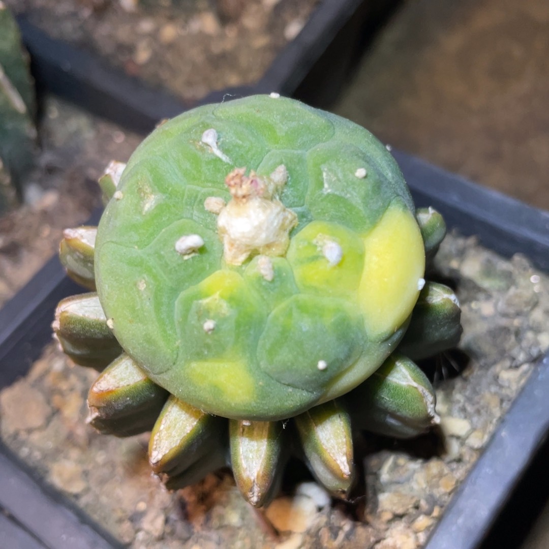 无花朵犹银锦002 仙人球