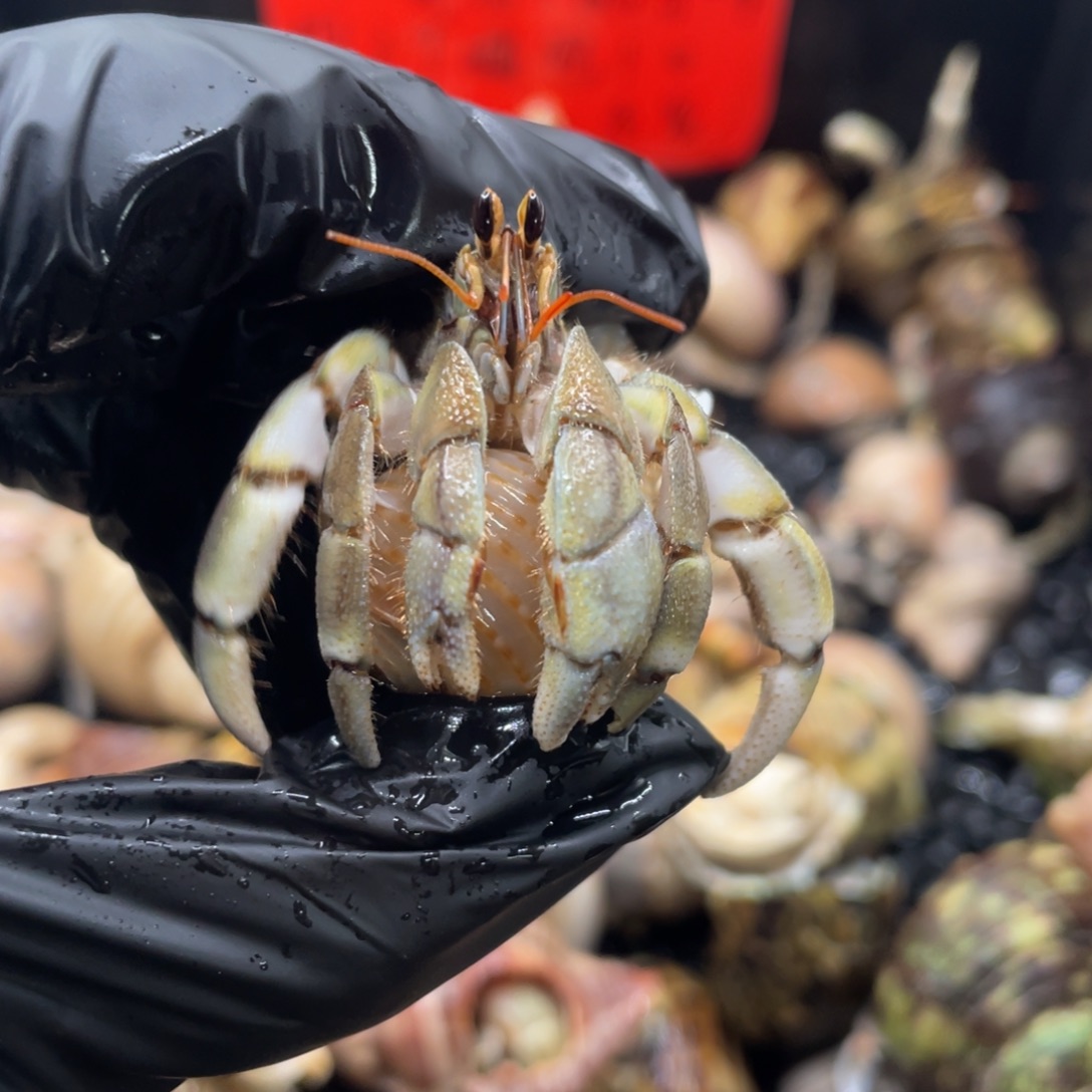 不退不换谢谢支持18