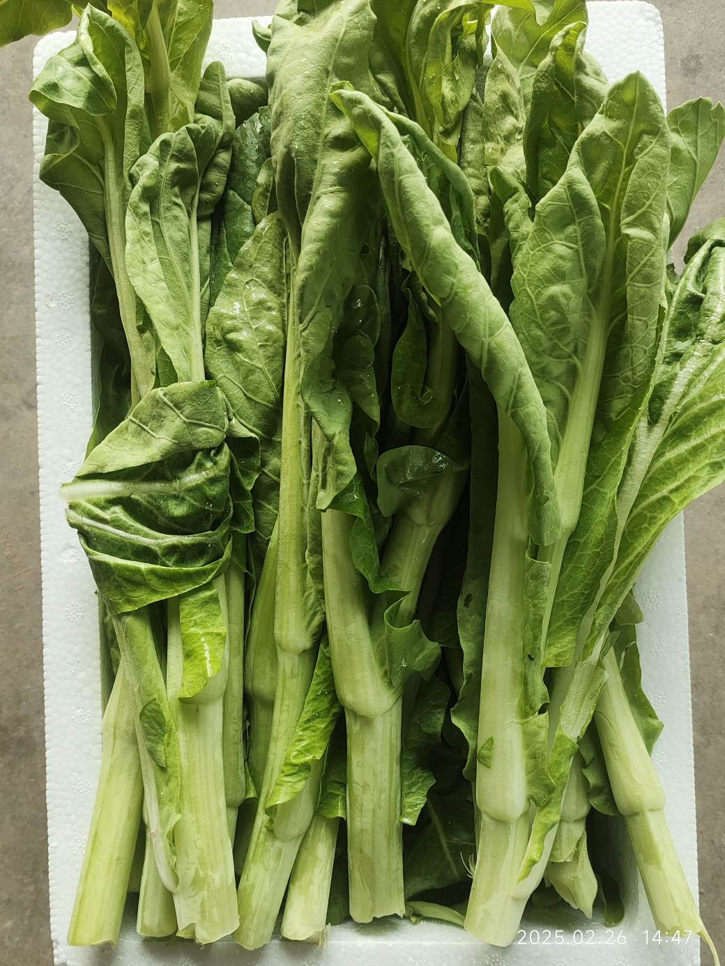 （荆楚芳姑娘专属链接）湖北荆州农家白菜苔