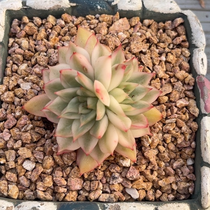 宝莲灯锦白锦一颗价格