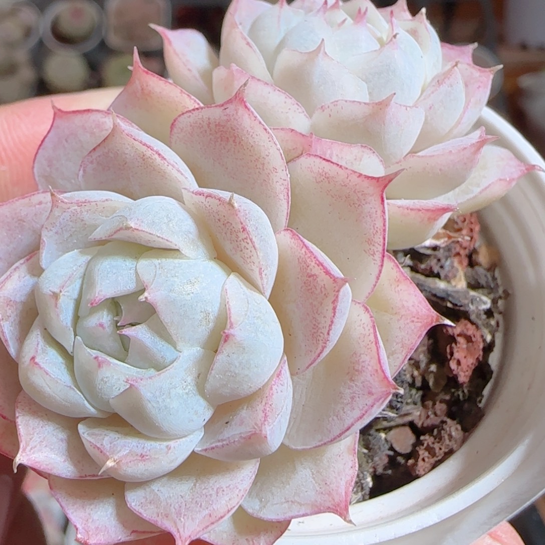 花语多肉0103-272散