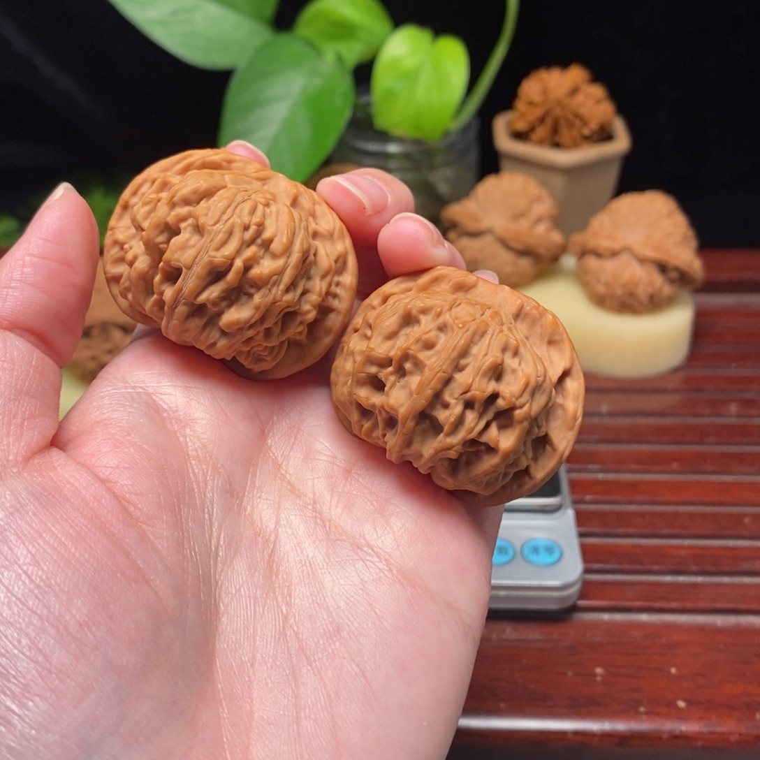 核桃41全品天地圆