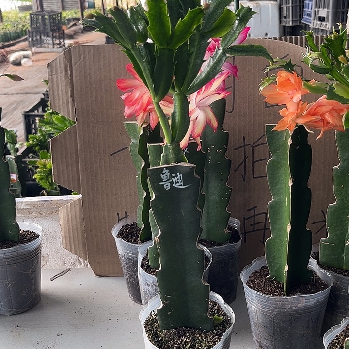 当前无花朵，栽培后可花朵鲁迪