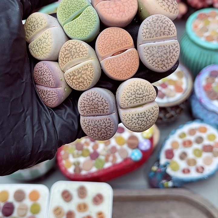 多肉植物生石花5-18